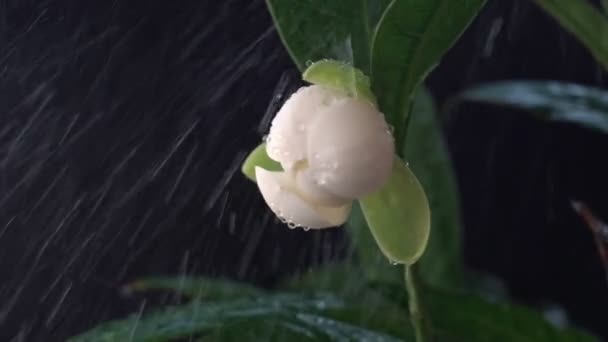 Fehér Magnólia Virágok Levelek Fekete Háttér Víz Lassított Mozgású Öntözőnövények — Stock videók