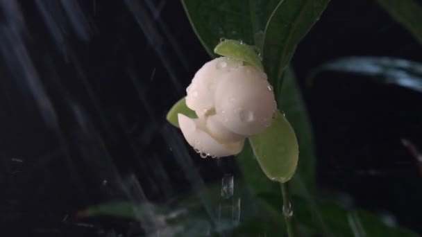 Белые Магнолии Цветы Листья Черном Фоне Вода Замедленного Полива Растений — стоковое видео