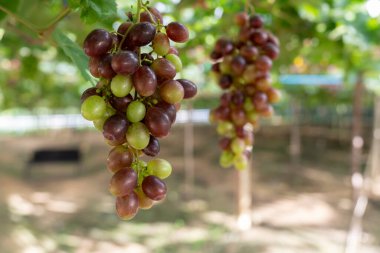 Tayland 'da bir üzüm bağında üzüm kümeleri
