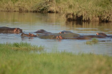 Bir su aygırı sürüsü kavurucu Afrika güneşinin altındaki nehirde güneşleniyor.