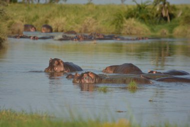 Bir su aygırı sürüsü kavurucu Afrika güneşinin altındaki nehirde güneşleniyor.