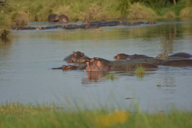 Bir su aygırı sürüsü kavurucu Afrika güneşinin altındaki nehirde güneşleniyor.