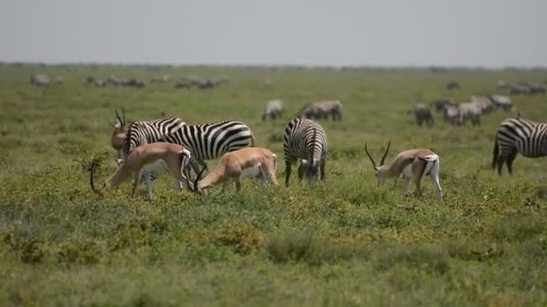 Animales Con Cuernos Artiodactyla Salvajes Están Pastando Paisaje Abierto Antílopes — Vídeos de Stock