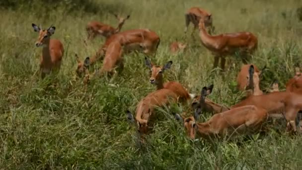 Animali Selvatici Cornuto Artiodactyla Pascolano Nel Paesaggio Aperto Antelopi Impala — Video Stock