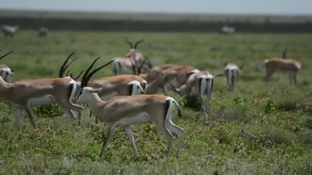 野生仙人掌角化动物正在开阔的土地上吃草 在这里可以看到羚羊和美洲驼 — 图库视频影像