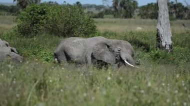 Kocaman bir Afrika fili sürüsü serinlik arıyor. Savanadaki uzun ağaçların gölgesinde gizlenmiş filleri izliyoruz.