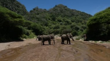 Kocaman bir Afrika fili sürüsü serinlik arıyor. Kurumuş bir nehrin yatağında duran filleri izliyoruz.