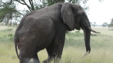 Kocaman yetişkin bir Afrika fili safari sırasında bir cipin önünde turistlerle karşıdan karşıya geçiyor.