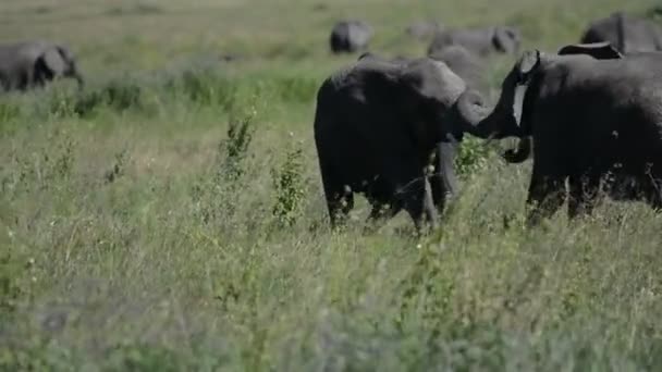 Sledování Boje Mezi Dvěma Velkými Dospělými Africkými Slony Uprostřed Safari — Stock video