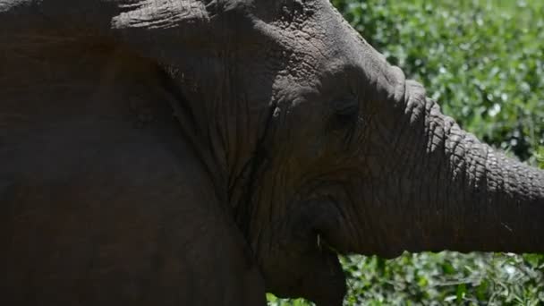 Stiamo Osservando Enorme Elefante Africano Mezzo Alla Savana Che Pascola — Video Stock