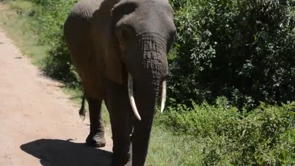 Obrovský Dospělý Africký Slon Přechází Silnici Před Džípem Turisty Během — Stock video