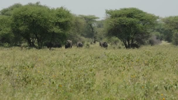 一群巨大的非洲象正在寻求凉爽 我们在大草原上的高大的树荫中寻找隐藏的大象 — 图库视频影像