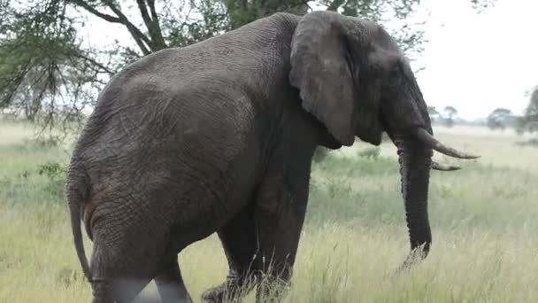 Een Enorme Volwassen Afrikaanse Olifant Steekt Weg Voor Een Jeep — Stockvideo