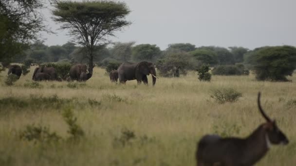 一群巨大的非洲象正在寻求凉爽 我们在大草原上的高大的树荫中寻找隐藏的大象 在前景中 看着一只野山羊 — 图库视频影像