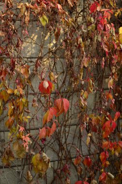 sonbahar yabani üzüm