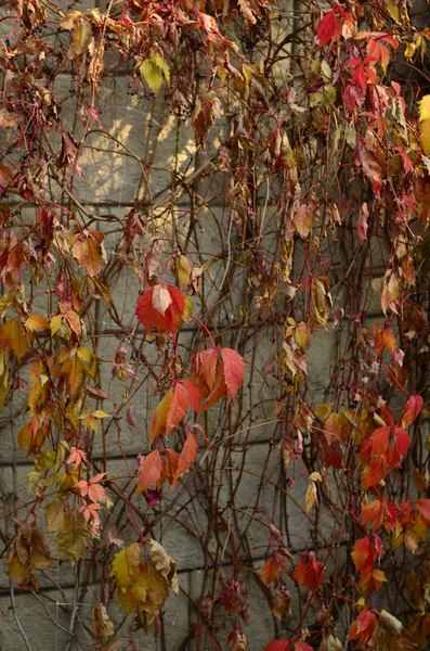 sonbahar yabani üzüm