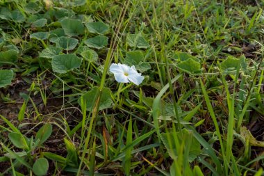 Çimenlikteki beyaz çiçek