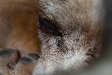 Bir köpeğin gözünün makro görüntüsü süper yakın çekim.