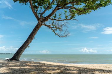 Tropik plaj ve mavi gökyüzü arka planlı yeşil ağaç. Manzara beyaz kumlu plaj ve gölgeli ağaç Desaru Sahili, Malezya