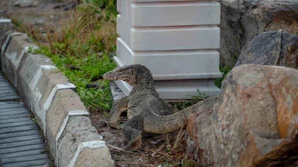 Asian Water Monitor Lizard as known as Malayan water monitor, common water monitor, two-banded monitor, rice lizard, ring lizard, plain lizard crawling and walking on grass and ground beside road.