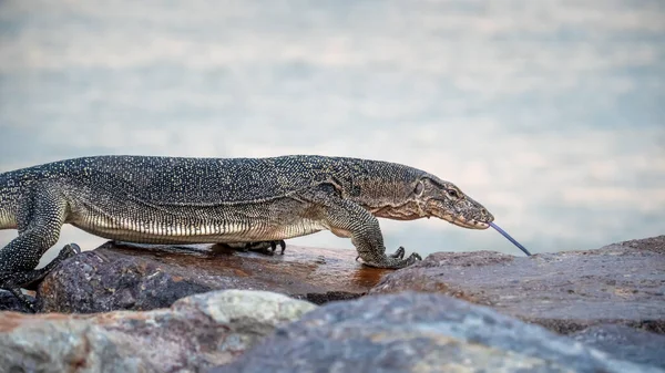 马来西亚庞天 亚洲水警蜥蜴爬上石碑 走在海底模糊的石碑上 用叉子的舌头尝着空气 — 图库照片