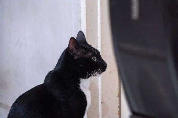 Portraitaufnahme Seitenansicht Einer Schwarzen Katze Sitzend — Stockfoto