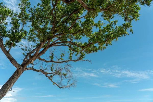 Schöner Baum Und Bewölkten Blauen Himmel Hintergrund Großer Baum Mit — Stockfoto
