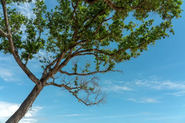 Bellissimo Albero Nuvoloso Sfondo Cielo Blu Grande Albero Con Rami — Foto Stock