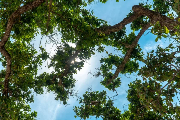 Blick Nach Oben Durch Grüne Bäume Mit Ästen Und Sonne — Stockfoto