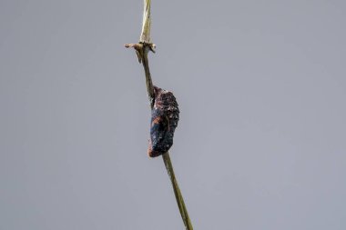 Mavi Pansy Kelebek Krizaliti ya da dal üzerinde asılı pupa