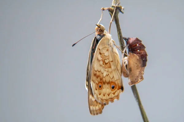 Fermer Papillon Blue Pansy Sur Une Branche Après Avoir Émergé — Photo