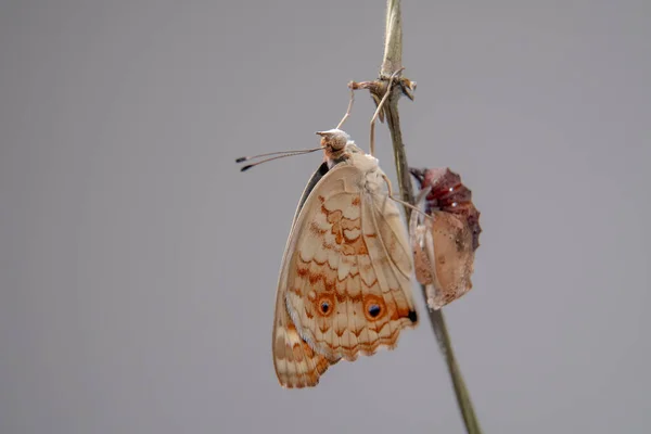 Kelebeği Blue Pansy Krizalitten Veya Pupadan Çıktıktan Sonra Bir Dalın — Stok fotoğraf