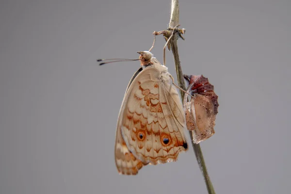 Zamknąć Motyl Niebieski Pansy Gałęzi Wynurzeniu Się Poczwarek Lub Poczwarek — Zdjęcie stockowe
