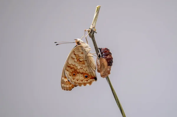 Kelebeği Blue Pansy Krizalitten Veya Pupadan Çıktıktan Sonra Bir Dalın — Stok fotoğraf