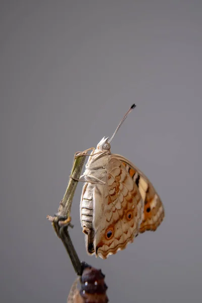 Close Butterfly Blue Pansy Branch Emerging Chrysalis Pupa Macro Photography — Stock Photo, Image