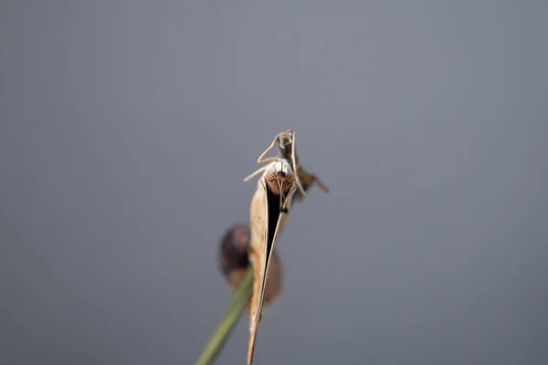 Cerrar Mariposa Blue Pansy Una Rama Después Emerger Crisálida Pupa — Foto de Stock