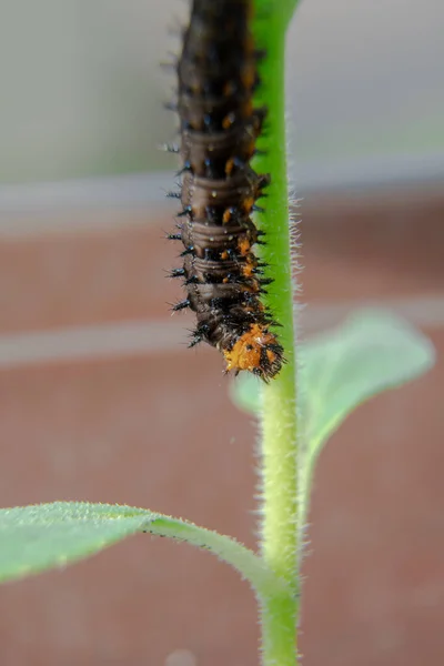 Raupe Blaues Stiefmütterchen Auf Der Pflanze Makrofotografie Einer Schmetterlingslarve Auf — Stockfoto