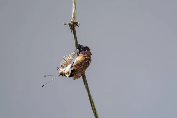 Primer Plano Del Recién Nacido Blue Pansy Butterfly Saliendo Pupa — Foto de Stock