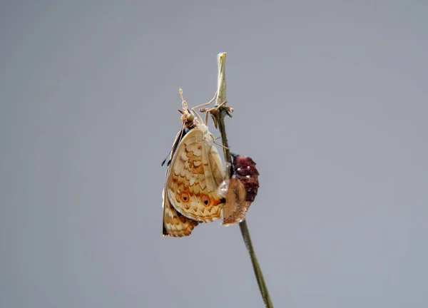 태어난 소나무 나비를 가까이 번데기나 번데기에서 부화한다 나비는 번데기에서 나온다 — 스톡 사진