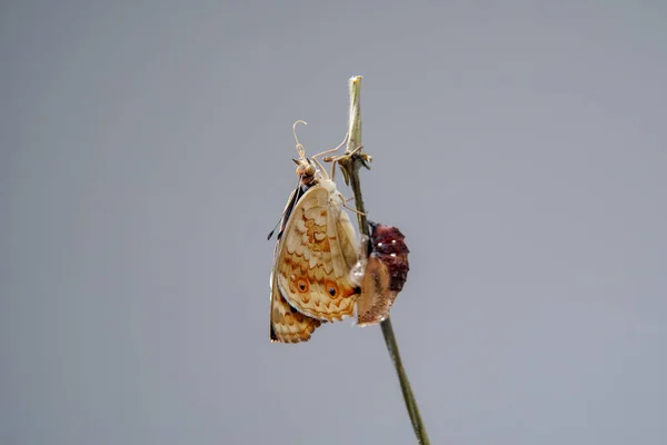 Close New Born Blue Pansy Butterfly Hatching Out Pupa Chrysalis — Stock Photo, Image