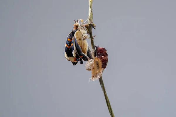태어난 소나무 나비를 가까이 번데기나 번데기에서 부화한다 나비는 번데기에서 나온다 스톡 사진