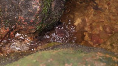 Leptobrachium hendricksoni (Leptobrachium hendricksoni) (kırmızı gözlü kurbağa) yağmur ormanlarında geceleri çiftleşen Gunung Lambak, Kluang, Malezya