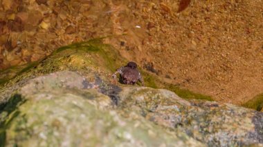 Leptobrachium hendricksoni (Leptobrachium hendricksoni) (kırmızı gözlü kurbağa) yağmur ormanlarının nehir kıyısında geceleyin çiftleşirken, Gunung Lambak, Kluang, Malezya