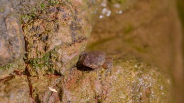 Yağmur ormanlarında kayaların üzerinde duran bir Kuhl Deresi Kurbağası 'nı (Limnonectes kuhlii) kapatın. Gunung Lambak, Kluang, Malezya
