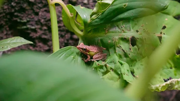 東南アジアの白い唇形のカエル マレーシアの白い唇形のカエル Genus ChalcoranaまたはChalcorana Libialis が夜に熱帯雨林の葉の上に立って閉じます Gunung Lambak Kluang マレーシア — ストック写真