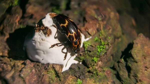 Zárja Makró Pleasing Gombafajta Erotylidae Esőerdőkben Éjszaka Gunung Lambak Kluang — Stock Fotó