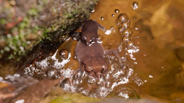 スポットライトカエル Leptobrachium Hendricksoni 赤い目のカエル 夜は熱帯雨林の川の水に交尾 Gunung Lambak Kluang Malaysia — ストック写真