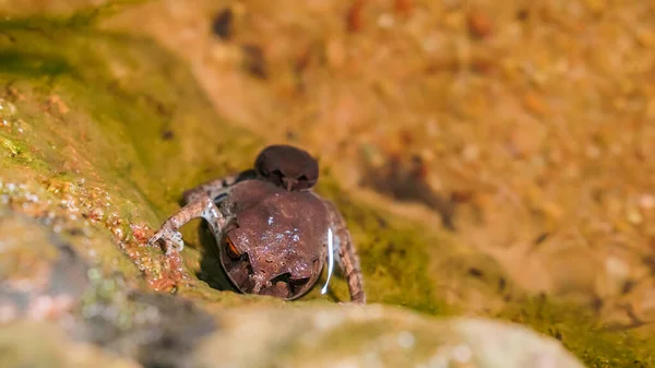 Gespot Nest Kikker Leptobrachium Hendricksoni Rode Ogen Kikker Paring Rots — Stockfoto