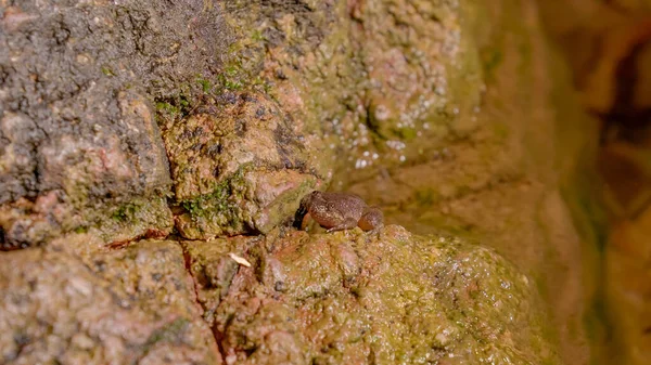 Menutup Katak Kuhl Creek Limnonectes Kuhlii Berdiri Atas Batu Karang — Stok Foto