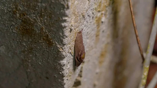 Menutup Siput Kuning Dikupas Semi Slug Parmarion Martensi Merangkak Dinding — Stok Foto